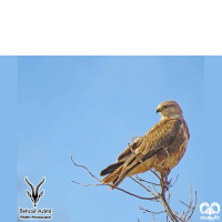 گونه سارگپه استپی Common Buzzard